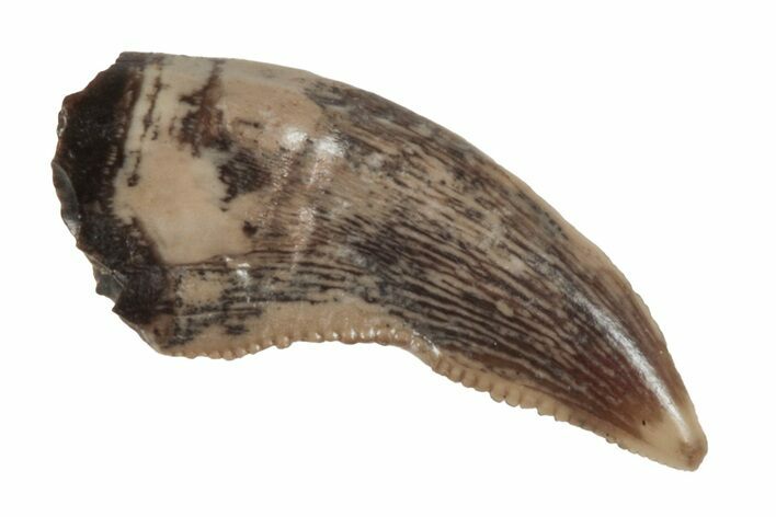 Serrated, Theropod (Raptor) Tooth - Judith River Formation #260339